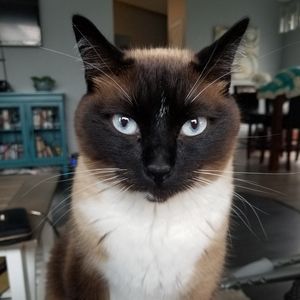 Meet your Posher, Hillary